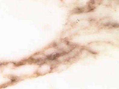 Calacatta Campocecina