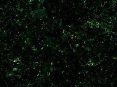 Canadian Spring Green