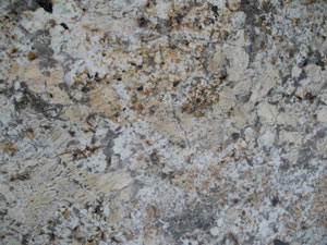 Golden Persa Crema Persa