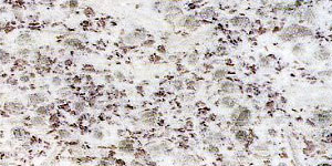 White Pearl white granite