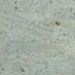 Kashmir White