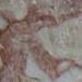 Rose Fossil