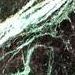 Spider Green
