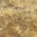 Kashmir Gold