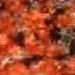 Dark Rideau Red