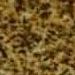 Giallo Antico Plus