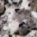 Grissal