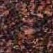 Kuru Red - Brown