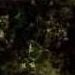 Laurentian Green