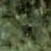 Mountain Green