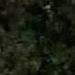 Nordic Green