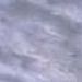 Grey of Tranovaltos