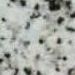 White Safaga